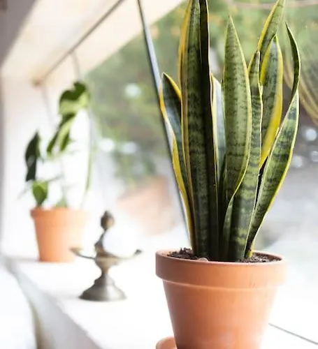 Alma Do Paco Bed & Breakfast Santo Isidoro